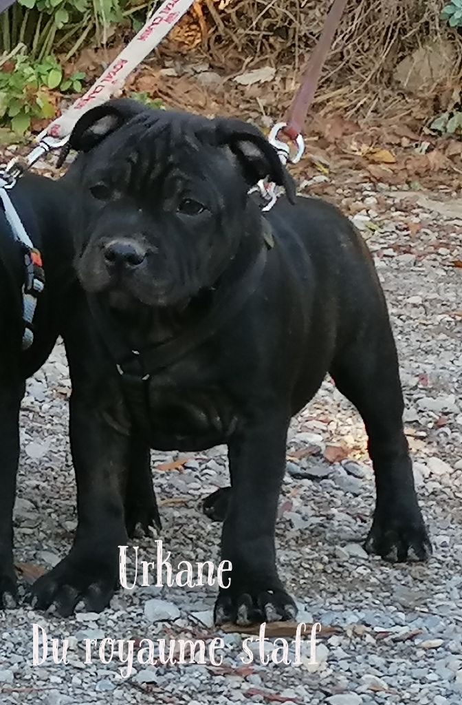 Du Royaume Staff - Chiot disponible  - Staffordshire Bull Terrier